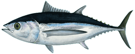 Albacore Tuna (Tombo Ahi)
