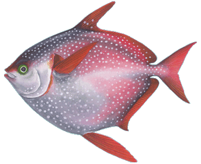 Moonfish (Opah)