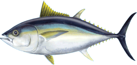 Bigeye Tuna, Ahi